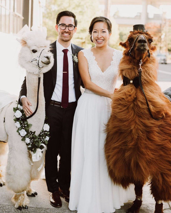 Little Foot Alpacas Weddings & Special Events