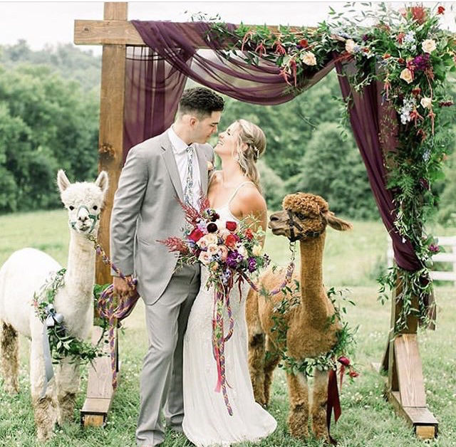Little Foot Alpacas Weddings & Special Events